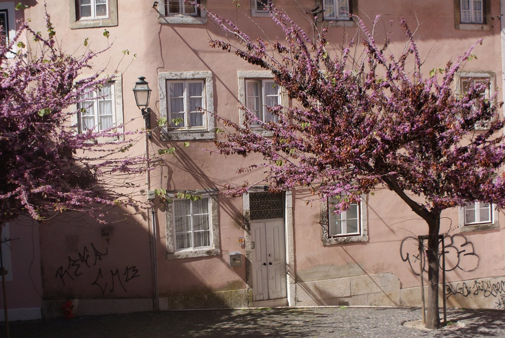 Un arbre en fleur au pied du quartier de Graça à Lisbonne.