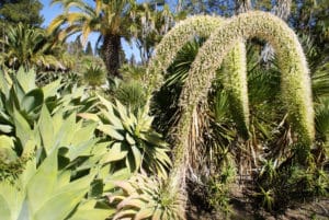 Jardin des Necessidades à Lisbonne : Royaume des cactus