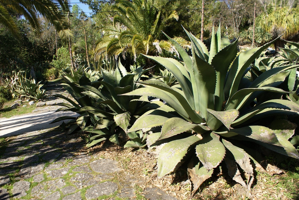 Jardin des Necessidades à Lisbonne