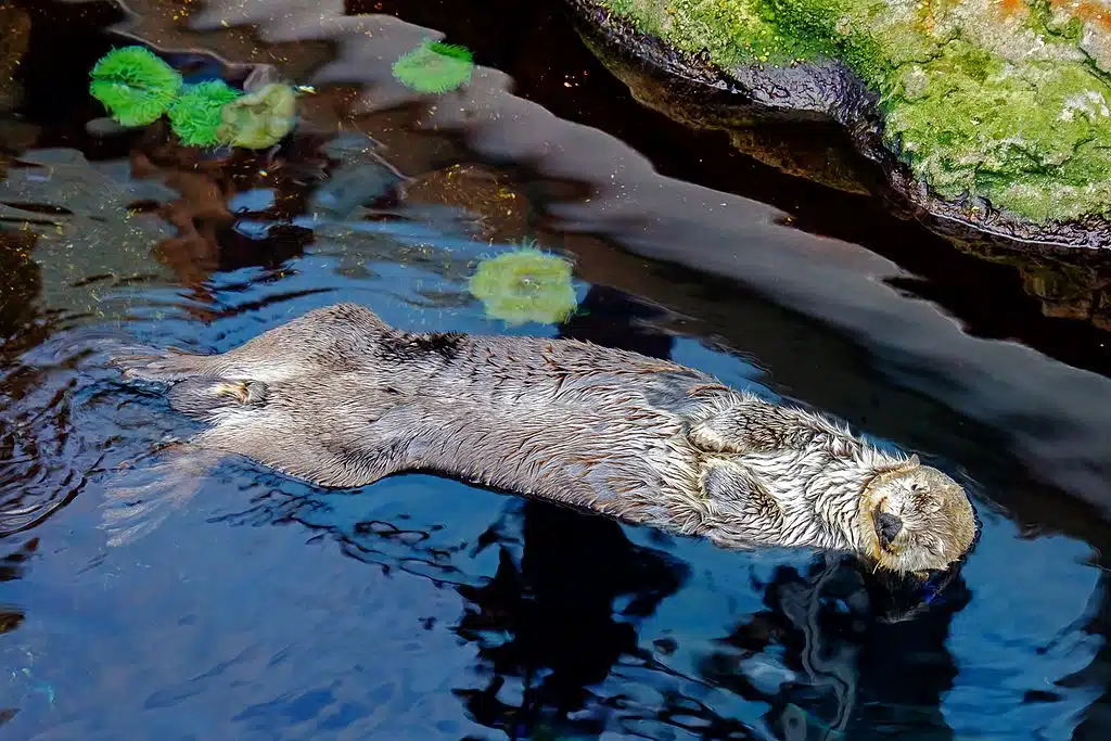 Loutre de mer à l'Oceanorium de Lisbonne - Photo de Pasquale Paolo Cardo - Licence ccby 2.0.