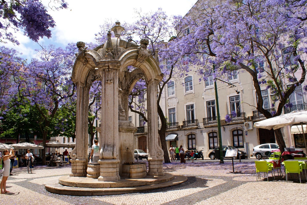 Place des Carmes à Lisbonne avec les jaracandas en fleurs.