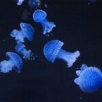 Incontournable aquarium de Lisbonne : 15 000 espèces vivantes !