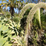 Jardin des Necessidades à Lisbonne : Royaume des cactus