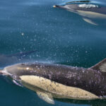 Observation des dauphins depuis Lisbonne : Une sortie en mer avec un biologiste marin