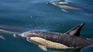 Observation des dauphins depuis Lisbonne : Une sortie en mer avec un biologiste marin