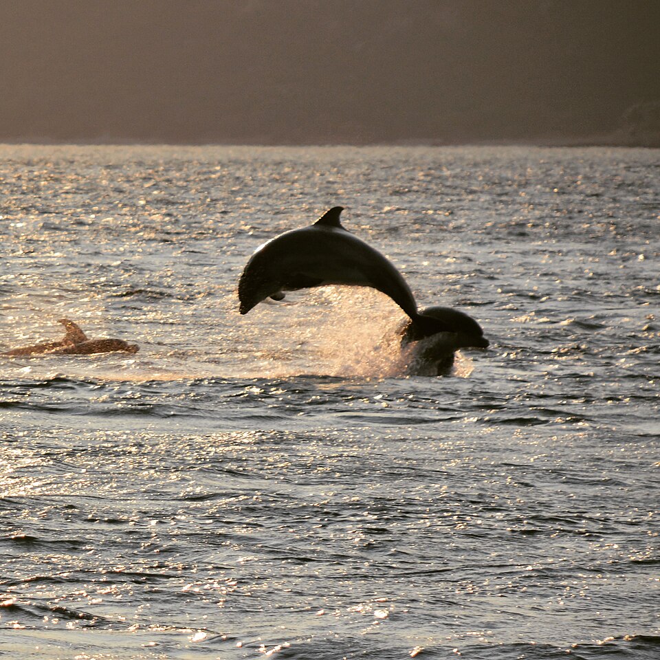 Observation des dauphins au large de Lisbonne - Photo de Samferfer - Licence ccbysa 4.0
