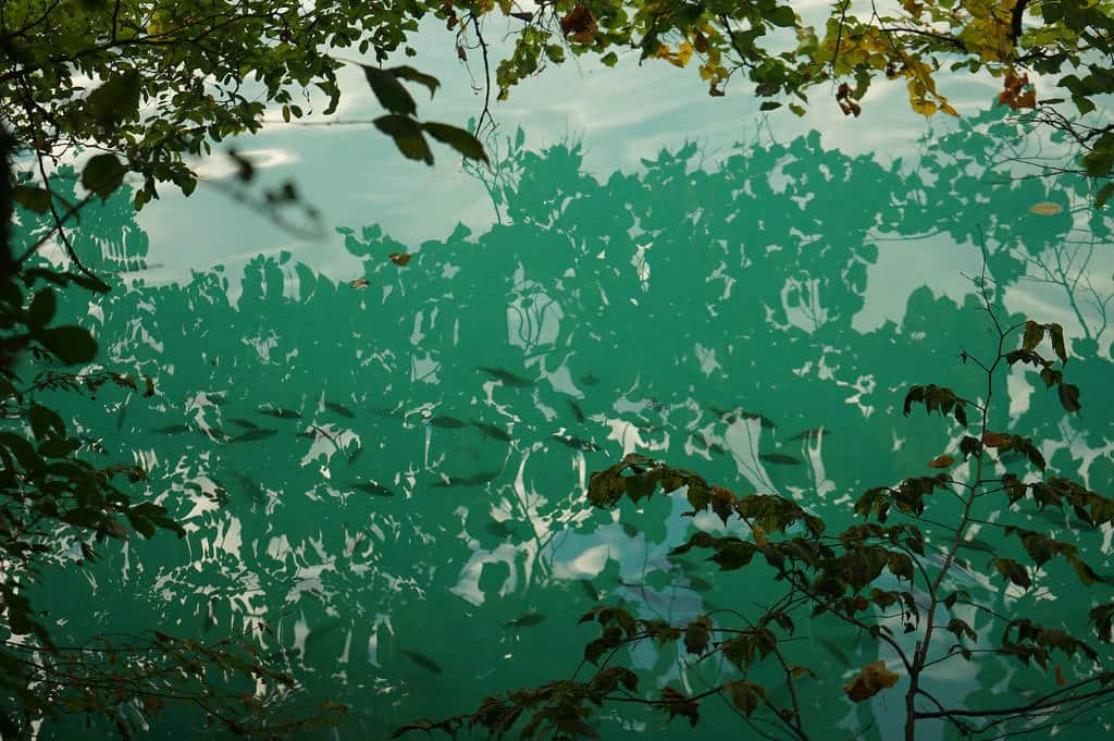 L'eau verte et transparente du Lac Bled au nord de la capitale.