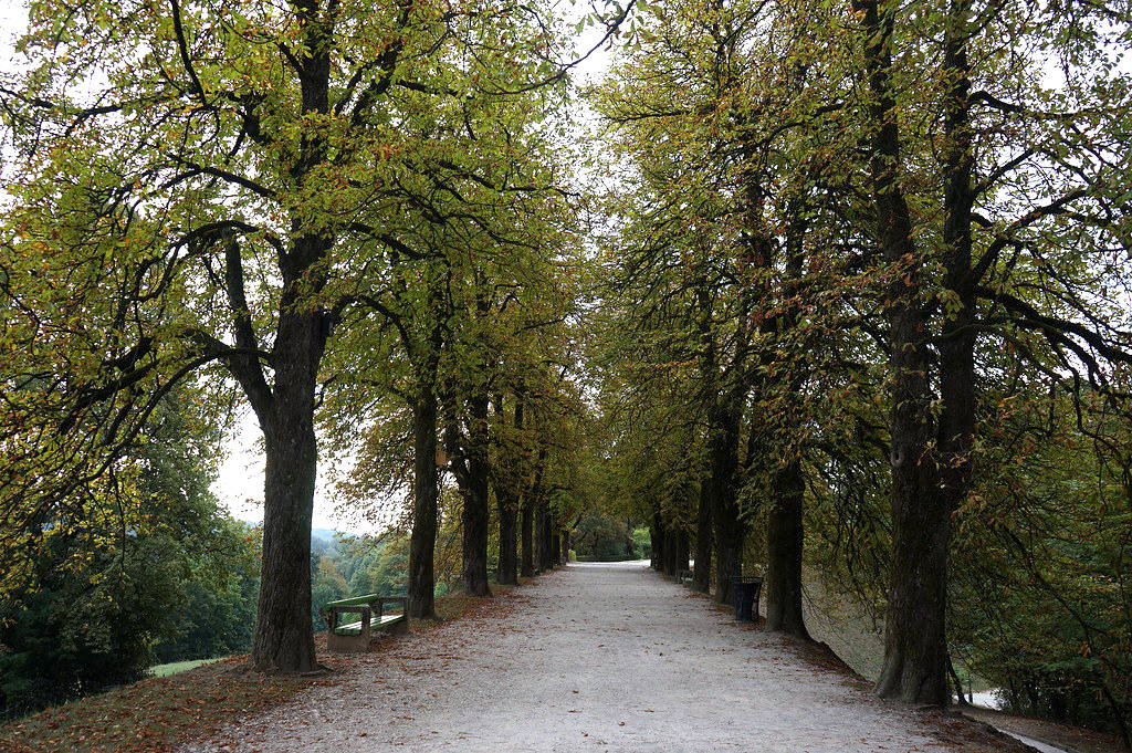 Allée de marronniers sur la colline du chateau.