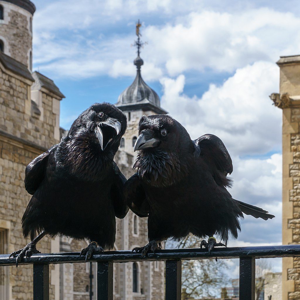 2 des corbeaux de la Tour de Londres : Jubilee et Munin - Photo de Colin Wikimedia commons CC BY SA 4.0