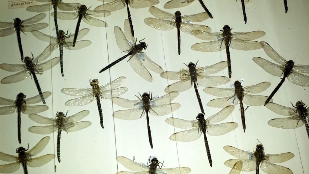 Nuée de libellules dans le musée d'histoire naturelle de Londres à Kensington.