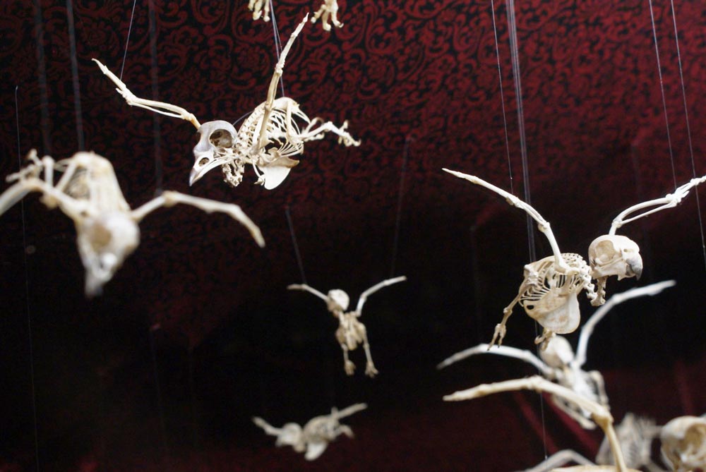 Une volée d'oiseaux morts à la Tim Burton au  Musée Viktor Wynd à Londres : Poétique et macabre.
