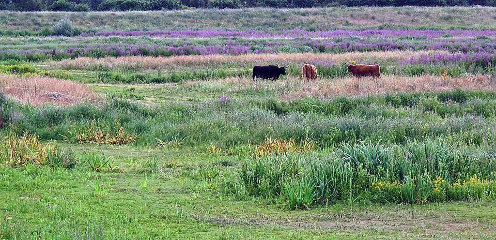 London Wetland Centre, zone humide et réserve naturelle à Londres - Photo de Brain Gillman