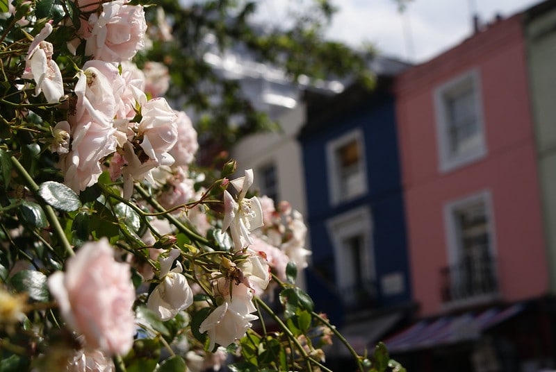 Façades colorées et roses en fleurs dans le quartier de Notting Hill à Londres.