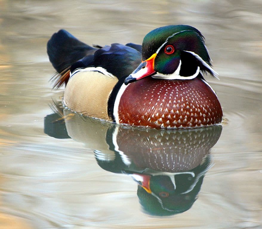 Canard branchu ou aix sponsa au London Wetland Centre à Londres - Photo de Iaw Keven