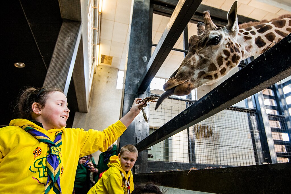 Dans le zoo de Londres - Photo Scout3 - Licence ccbysa 4.0