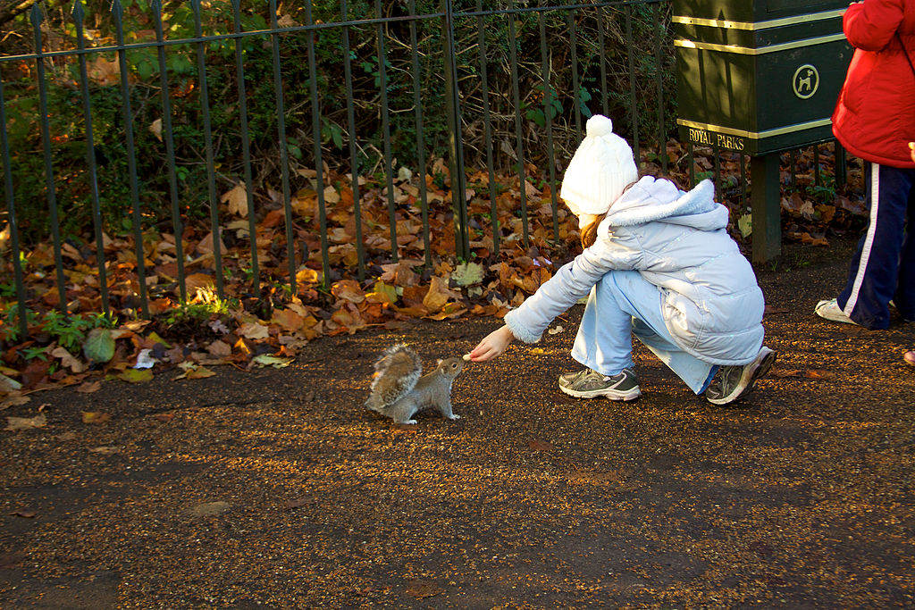 Ecureuil à Hyde Park -Photo de McKay Savage - Licence ccby 2.0