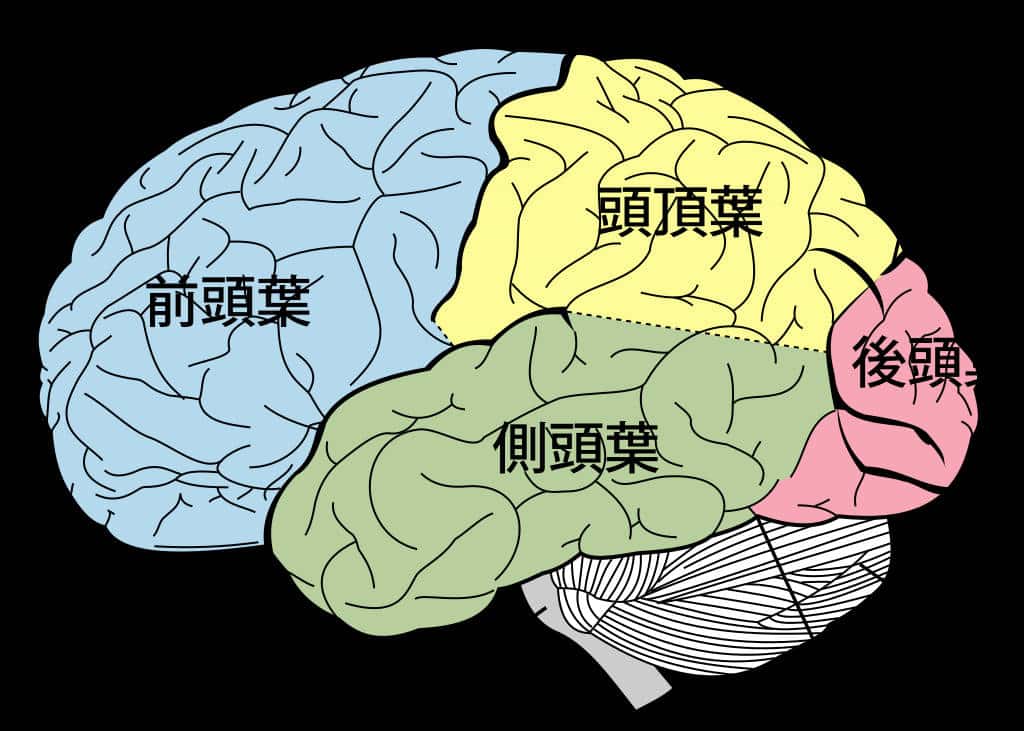 > Diagramme japonais d'un cerveau. Toutes les couleurs sont sollicités pendant le jeu.
