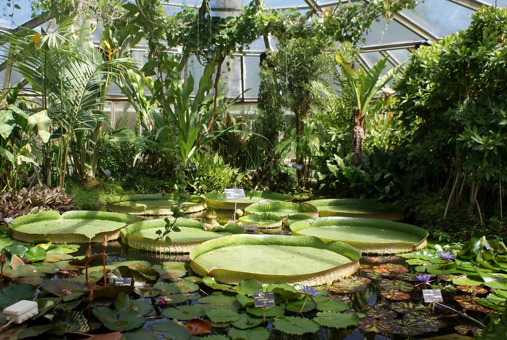 Dans une serre du jardin botanique de Lyon.