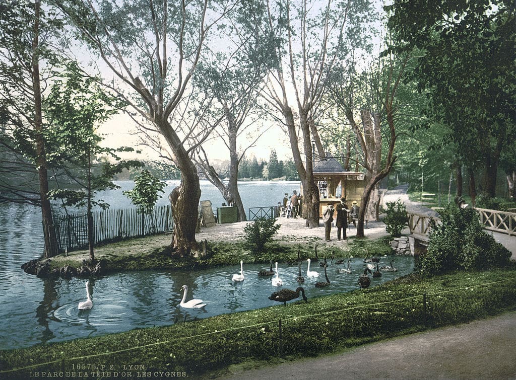 Cygnes dans le Parc de la Tête d'Or à Lyon vers 1900.