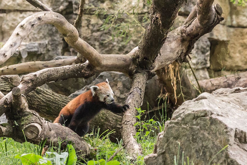Panda roux dans le zoo du Parc de la Tête d'Or à Lyon - Photo de Medium 69 (William Crochot) - Wikicommons licence CC-BY-SA-4.0