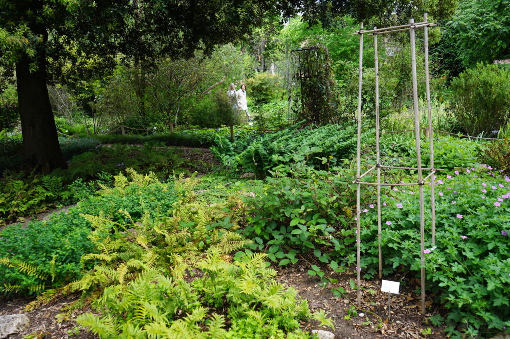 Sous bois dans le jardin botanique du Parc de la Tête d'Or à Lyon.