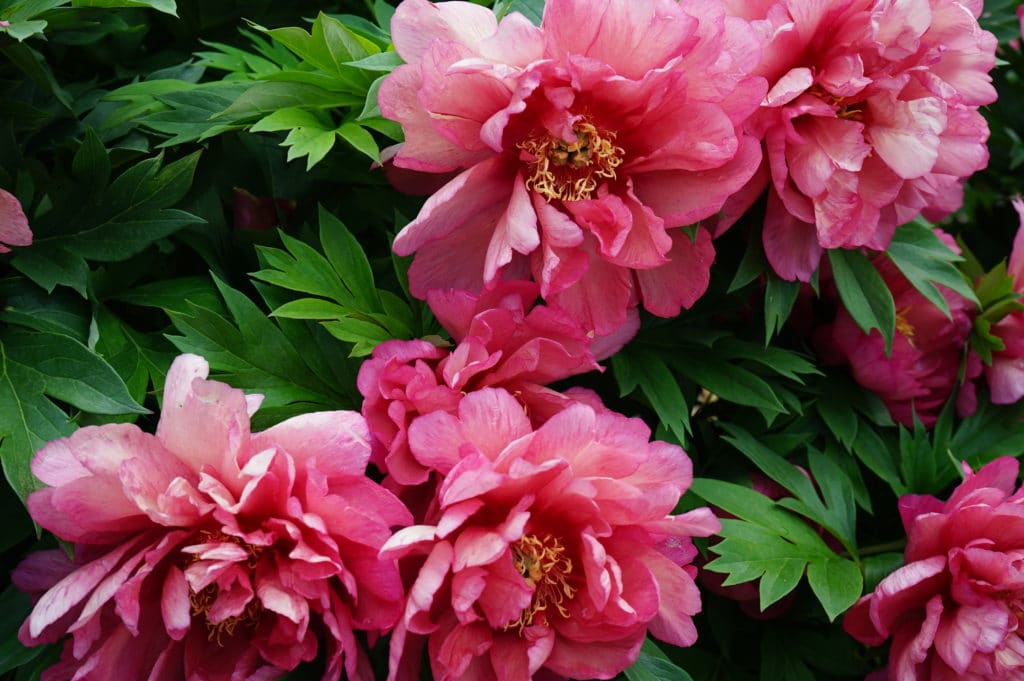 Pivoines du jardin botanique du Parc de la Tête d'Or à Lyon.