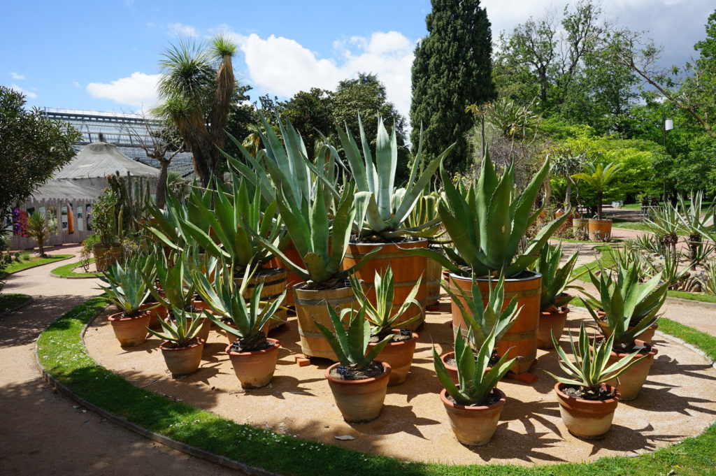 Jardin mexicain du jardin botanique du Parc de la Tête d'Or à Lyon.