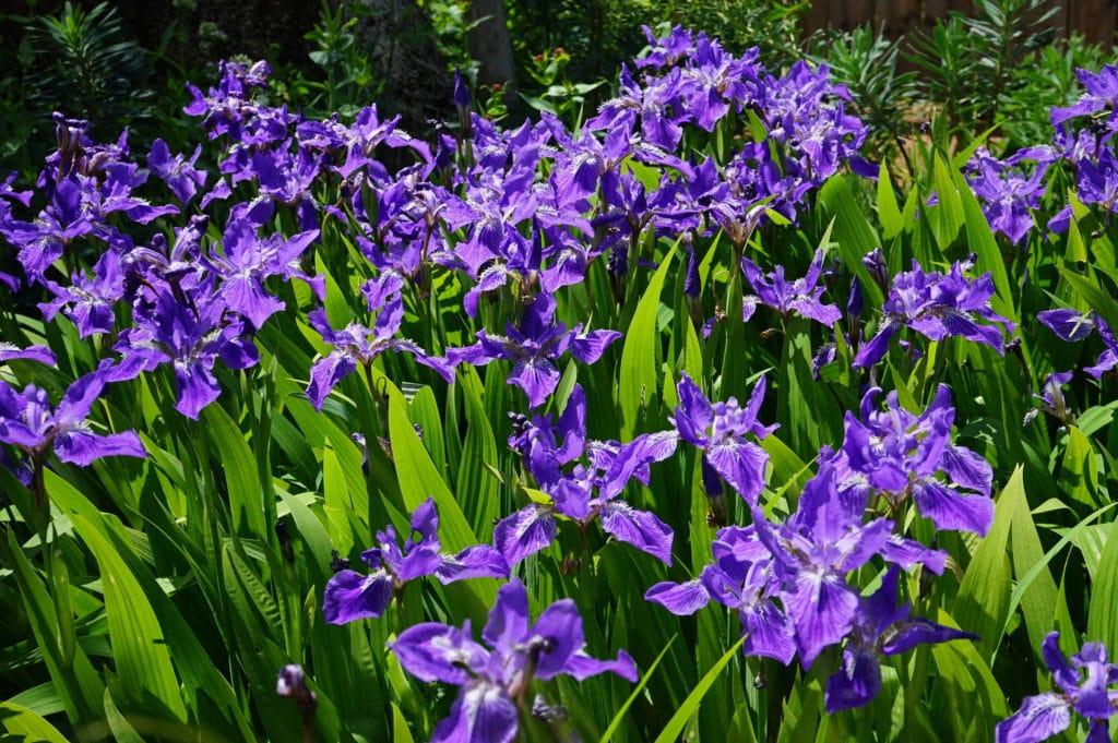 Iris dans le parc de la Tête d'Or à Lyon.