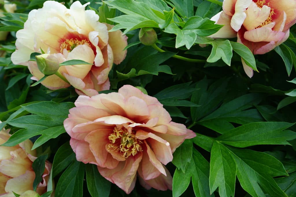 Pivoines du jardin botanique du Parc de la Tête d'Or à Lyon.