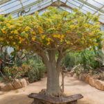 Jardin botanique de Lyon : Génial ! [Tête d’or]