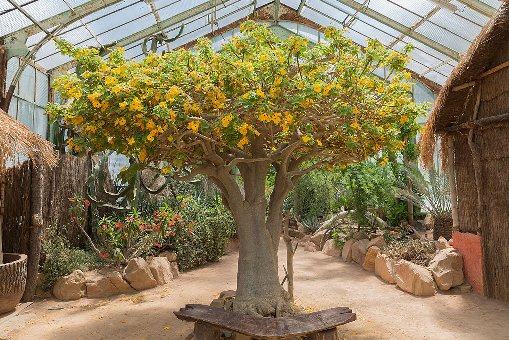 Dans une des serres du jardin botanique du parc de la Tête d'Or à Lyon - Photo de Medium69 William Crochot