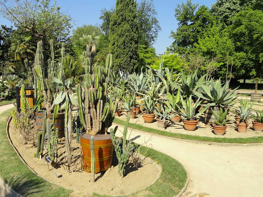 Cactus du jardin botanique du parc de la Tête d'Or à Lyon - Photo de Daderot