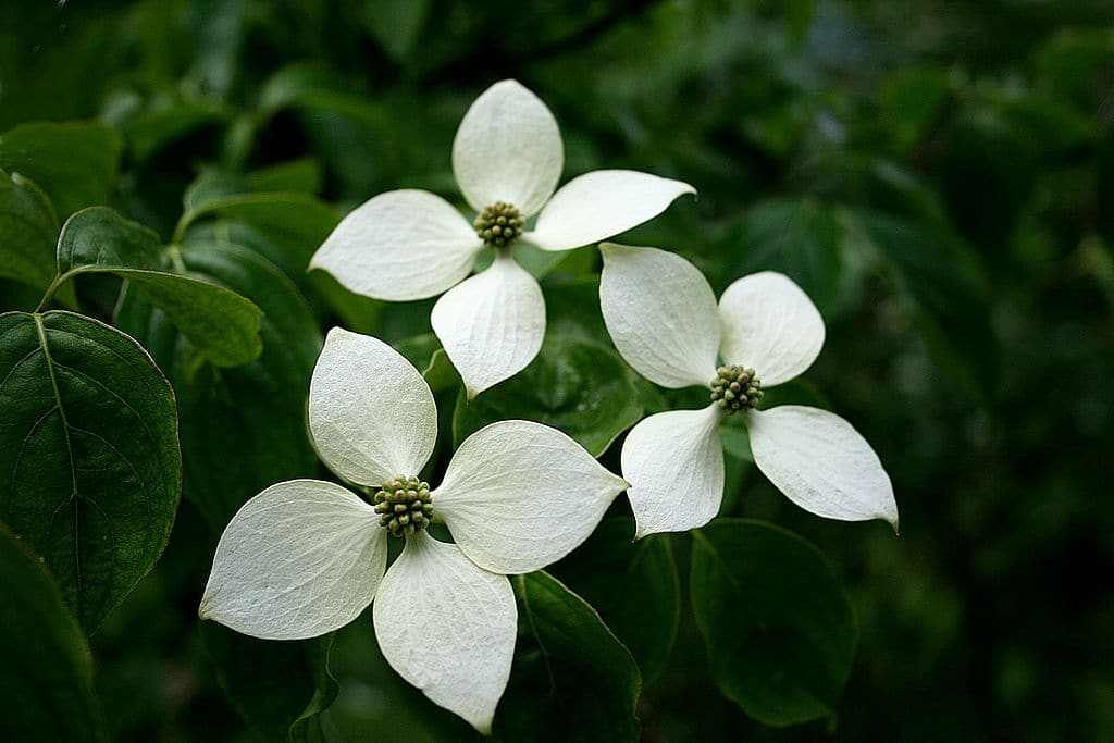 Cornouiller du Japon var. Chinensis - Jardin botanique alpin La Jaÿsinia à Samoëns (France). Photo de Jean-Pol Grandmont