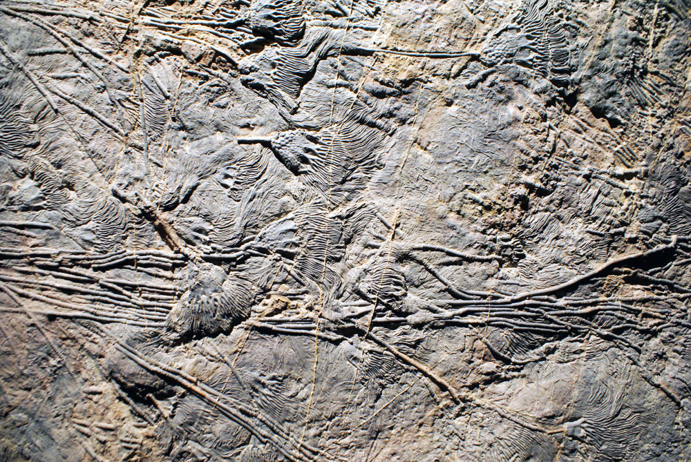 Magnifiques crinoïdes fossilisés rappelant des végétaux dans le Musée de la Confluence à Lyon.