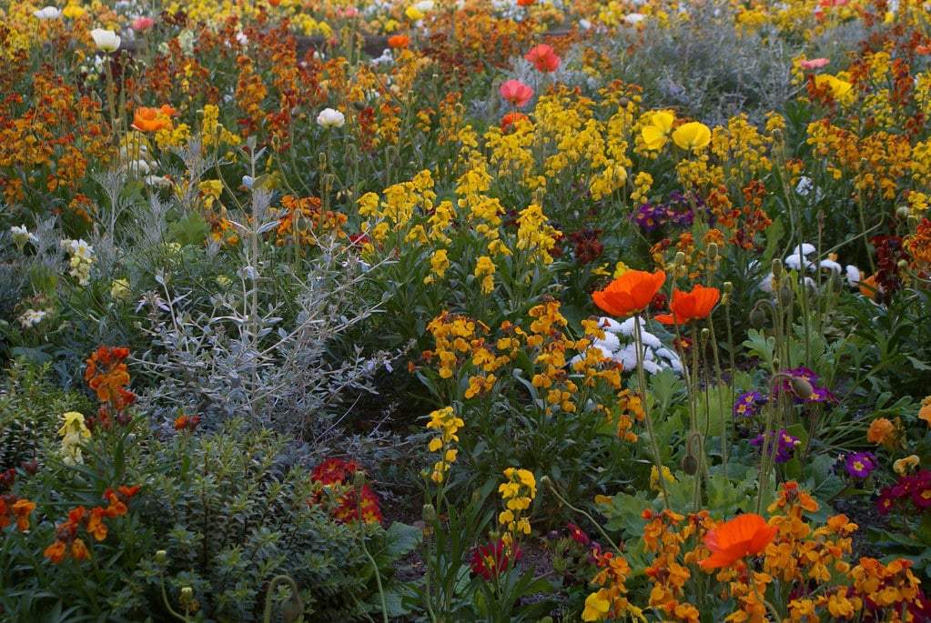 Parterre de fleurs dans le Clos Saint Benoit près des Terreaux à Lyon.