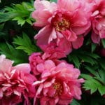 Pourquoi découvrir Lyon et tomber amoureux de la ville ?