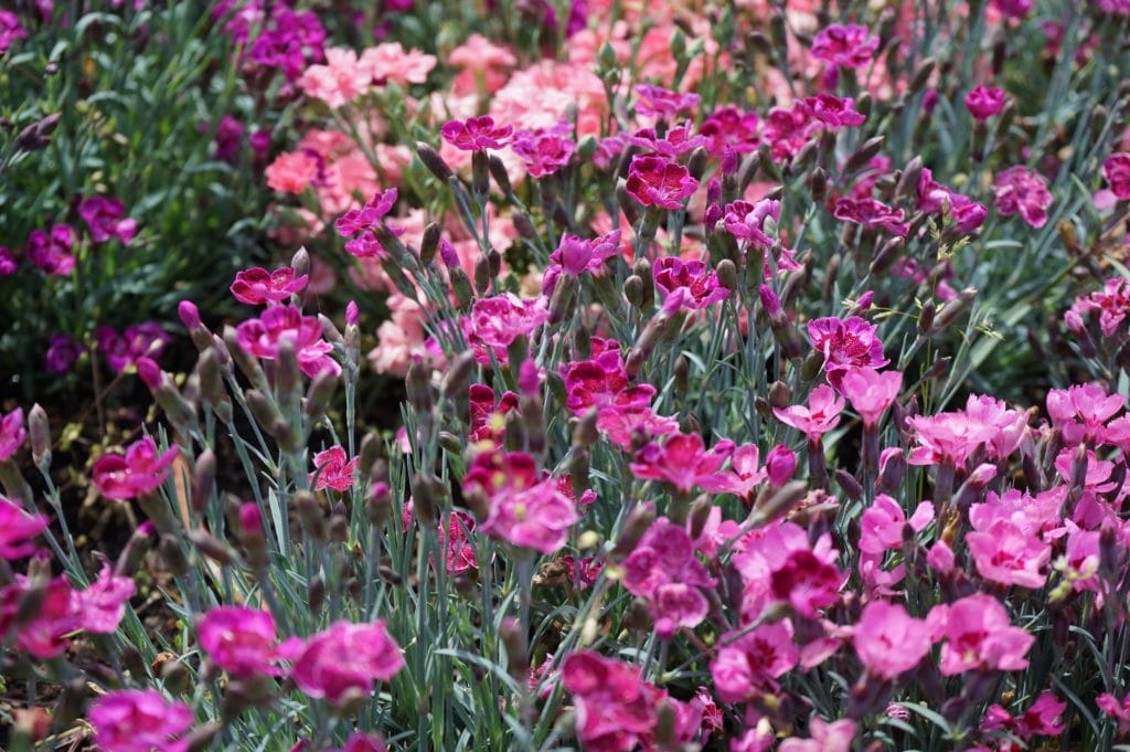Oeillets dans le Parc de la Tête d'Or à Lyon.