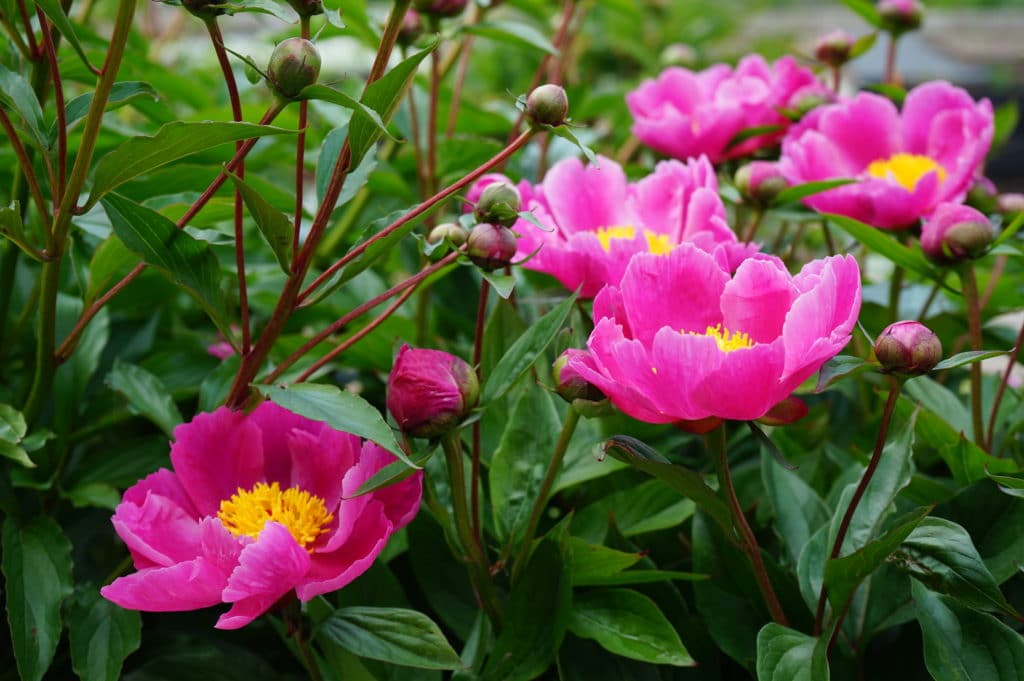 Pivoines du jardin botanique du Parc de la Tête d'Or à Lyon.