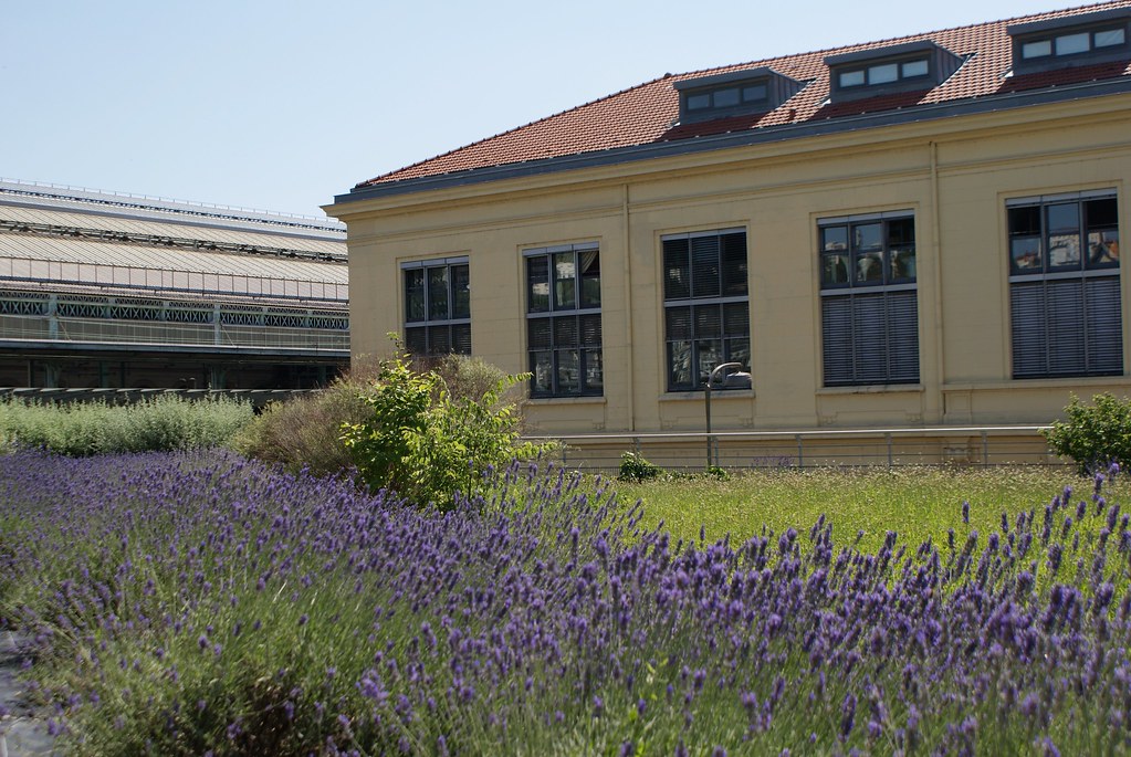 Champs de lavande à la gare de Lyon Perrache.