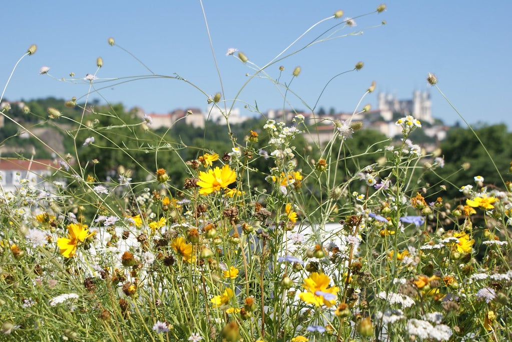 Potagers et toits végétalisés sur la gare routière de Perrache à Lyon.