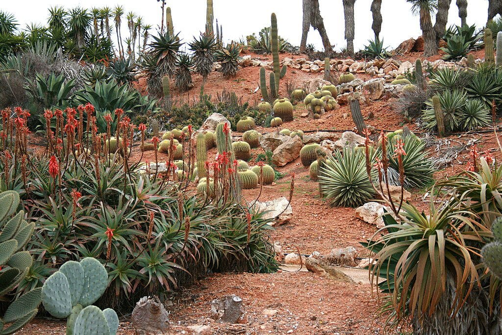 Jardin botanique Botanicactus sur l'île de Majorque - Photo de Frank Vincentz - Licence ccbysa 3.0