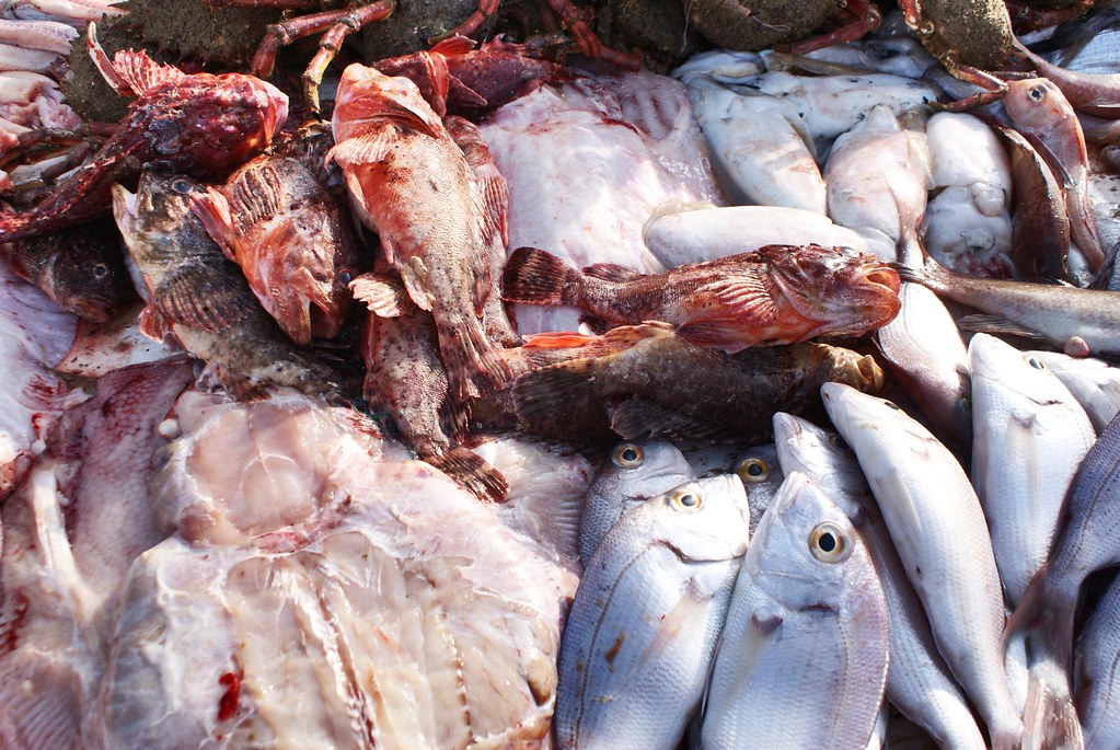 Etal de poisson aux pieds des remparts, si vous avez la flemme d’aller jusqu’au marché de la jetée d’Asilah.
