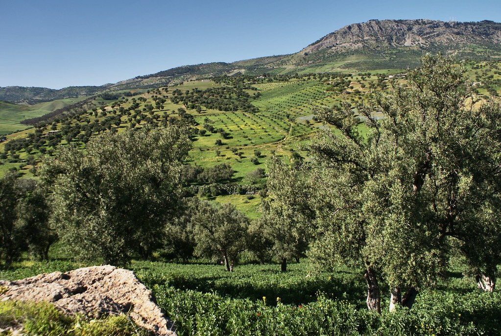 Campagne et collines autour de Fès.