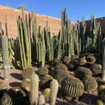 Musée de la palmeraie : Jardin & musée d&rsquo;art moderne