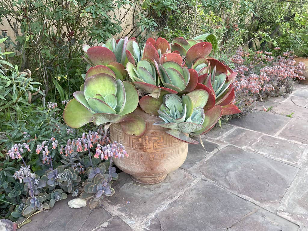 Plantes grasses dans le jardin.