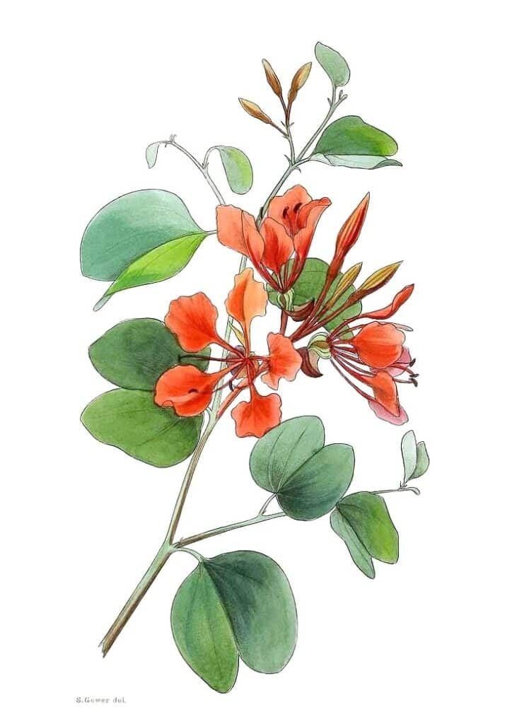 Illustration botanique du Bauhinia galpinii par S. Gower.