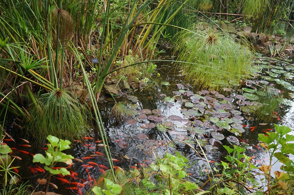 Jardin chinois dans le jardin botanique Donabo gardens à Tanger.