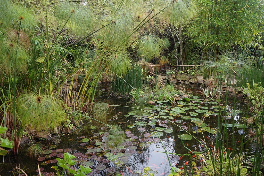 Jardin chinois dans le jardin botanique Donabo à Tanger.