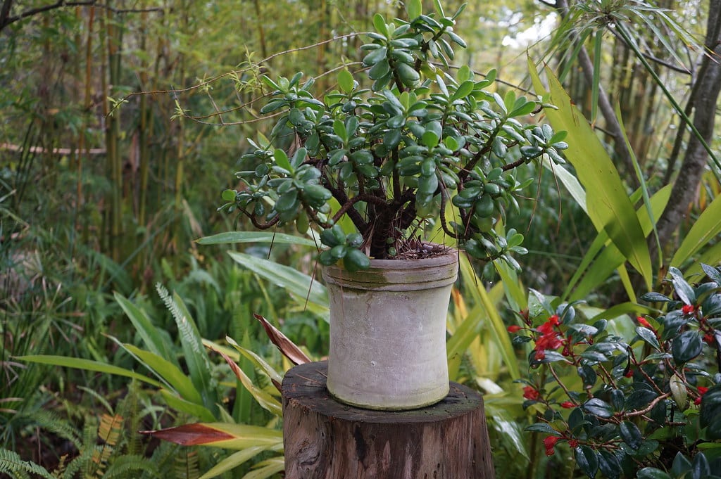 Dans le jardin botanique Donabo à Tanger.