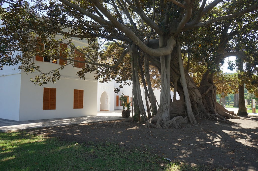 Ficus géant dans le jardin de la Villa Harris à Tanger.